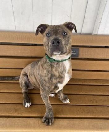 Louie, a Adoptable mixed breed in Buffalo, NY image 2/4