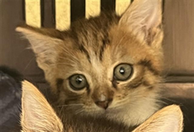 A798797, Adoptable, Kitten Male Domestic Short Hair.