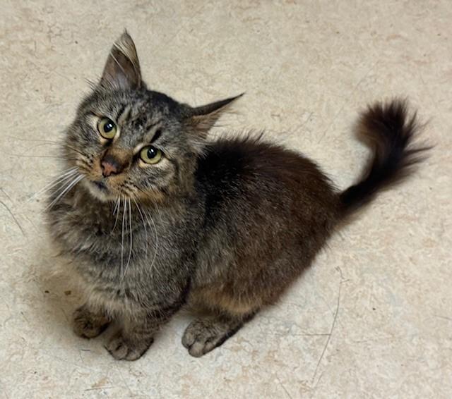 BOREAL, Adoptable, Senior Male Domestic Long Hair.