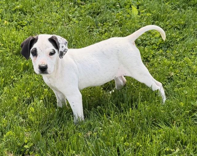 Josie, a ADOPTABLE mixed breed in Lafayette Hill, PA image 1/3