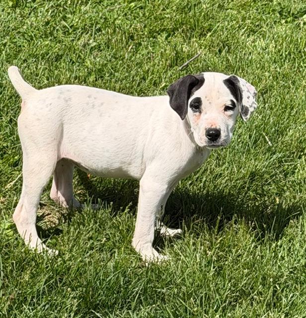 Josie, a ADOPTABLE mixed breed in Lafayette Hill, PA image 3/3