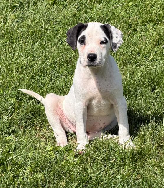 Josie, a ADOPTABLE mixed breed in Lafayette Hill, PA image 2/3