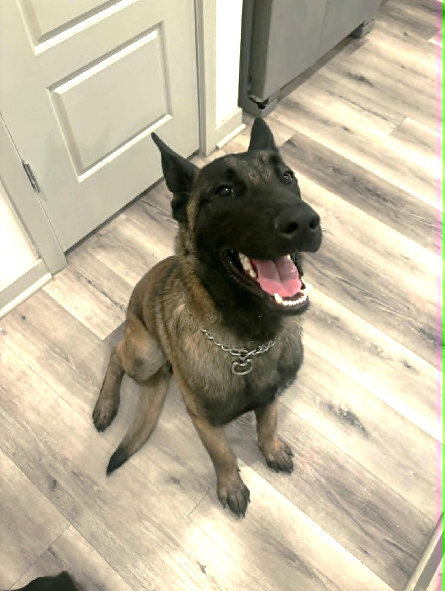 Enlarge Axel (Courtesy post), a Adopted Belgian Shepherd / Malinois in Phoenix, AZ image 1/1