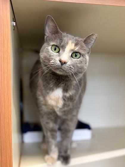 Eevee, Adoptable, Adult Female Domestic Short Hair & Domestic Short Hair.