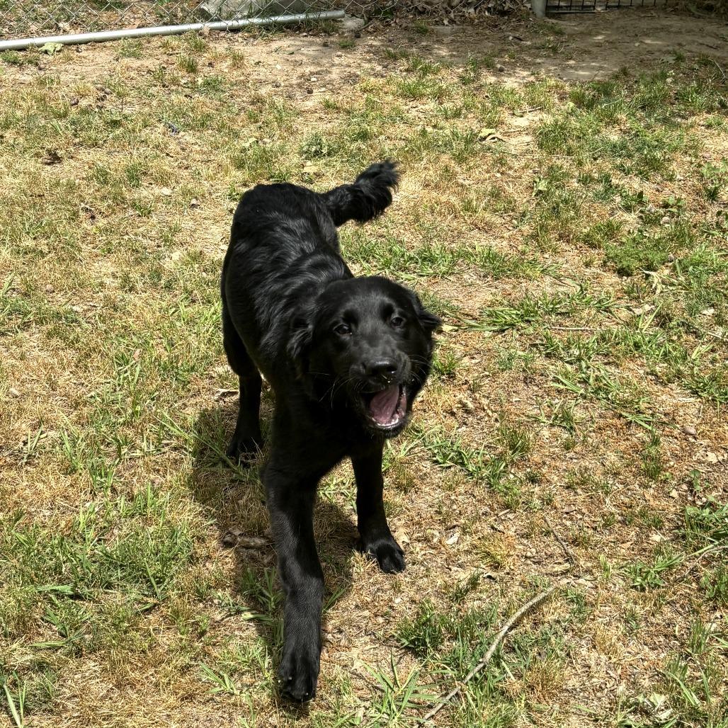 Princess, Adoptable, Young Female Belgian Shepherd / Malinois.