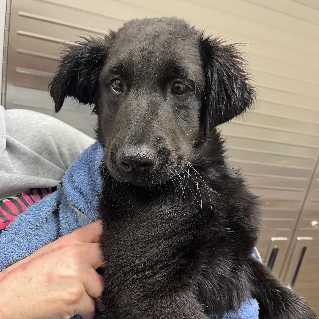 Princess, Adoptable, Young Female Belgian Shepherd / Malinois.