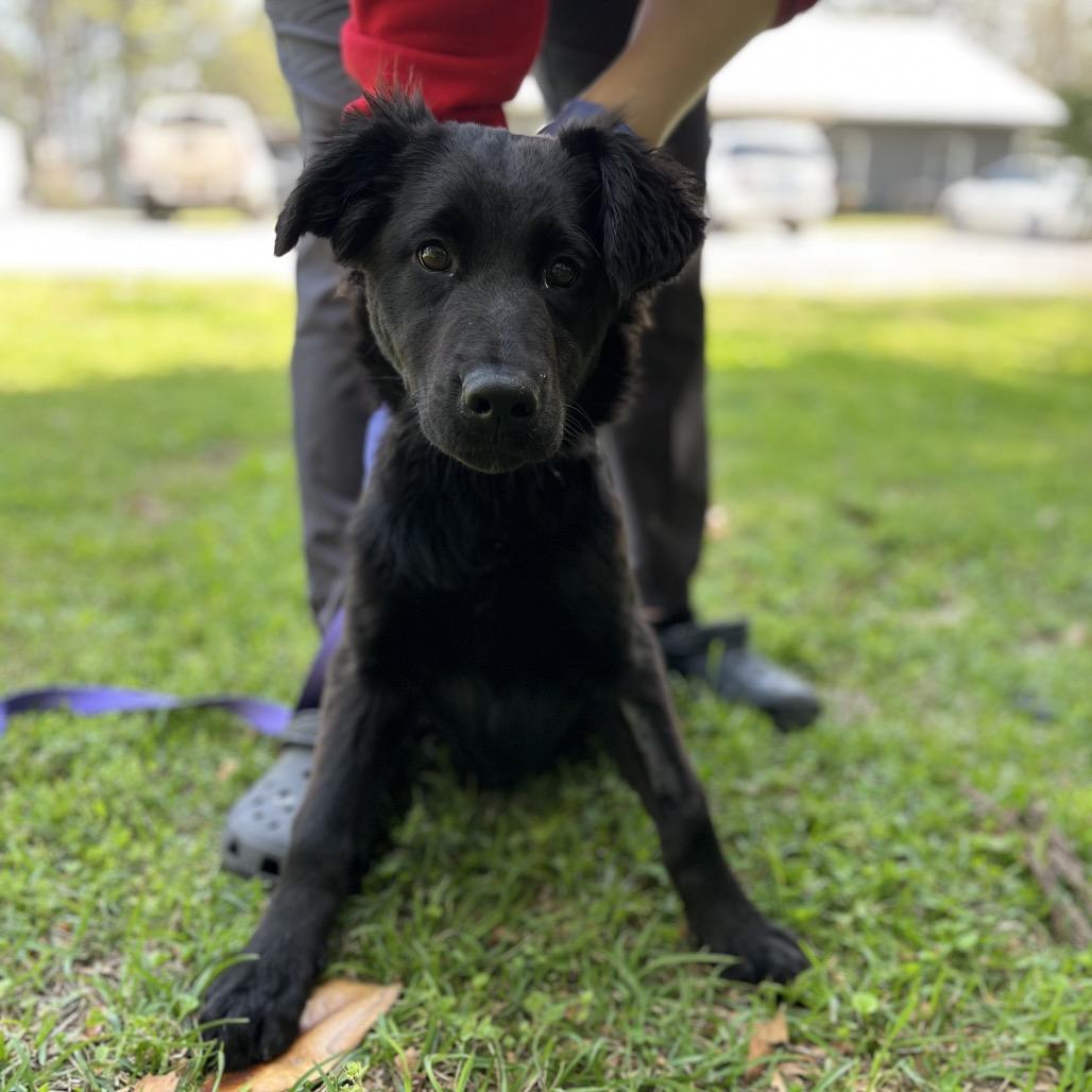 Enlarge Princess, a Adoptable mixed breed in Clanton, AL image 2/2