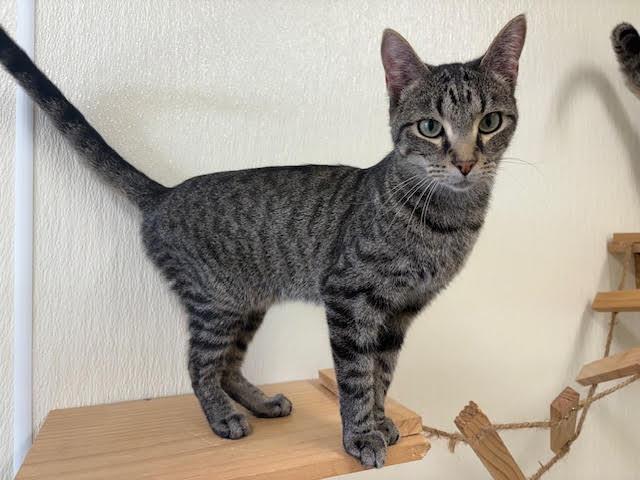 Enlarge Mae, a Adoptable Tabby in Centralia, IL image 2/3