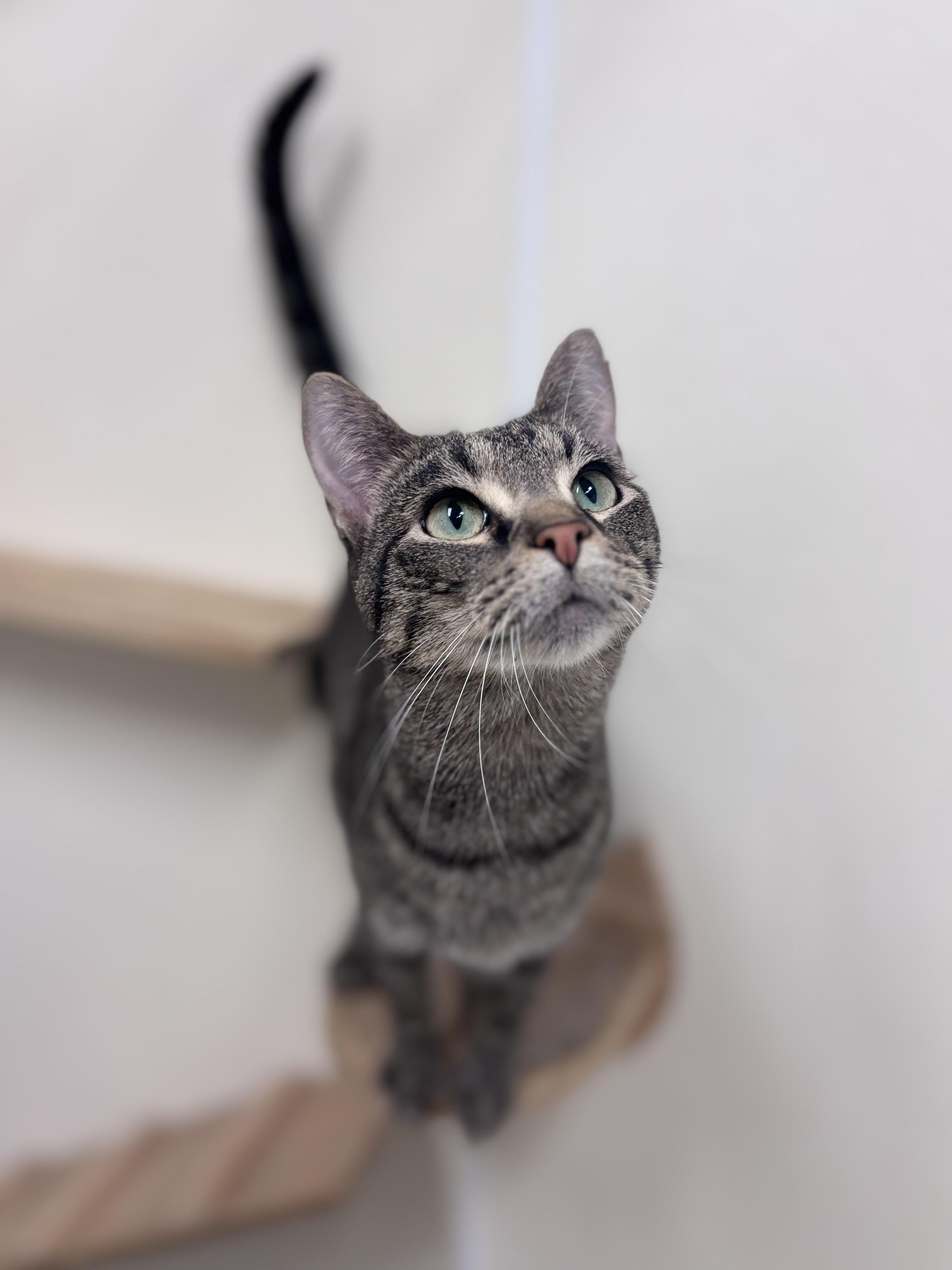 Mae, Adoptable, Young Female Tabby.