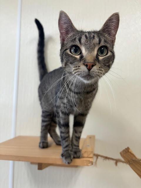 Enlarge Mae, a Adoptable Tabby in Centralia, IL image 3/3