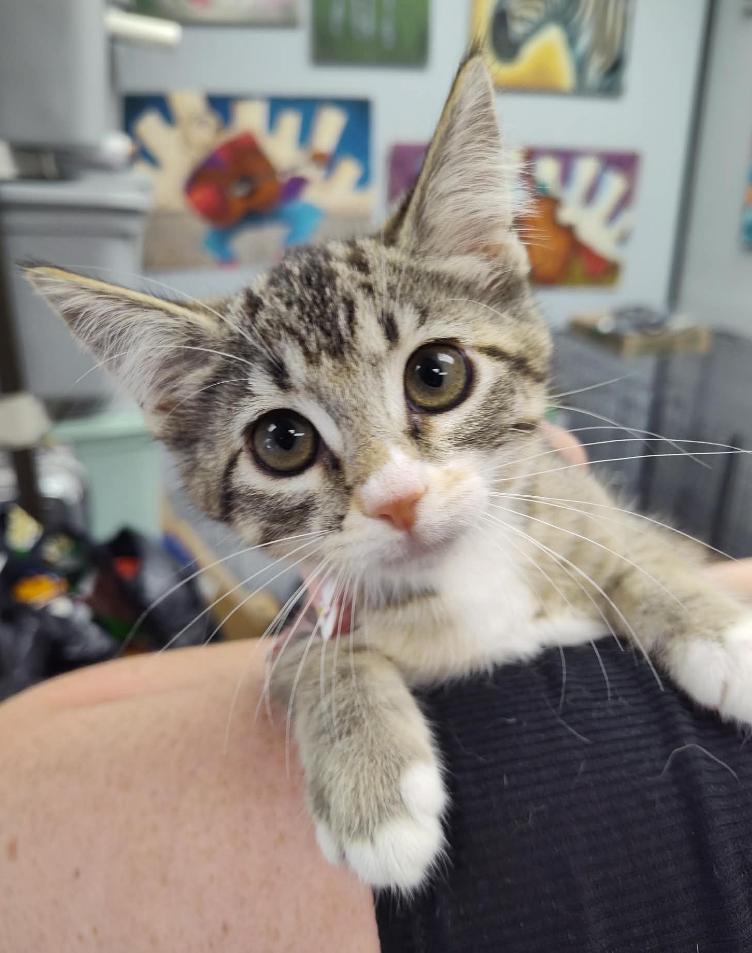 Firefly, adopted, Kitten Female Domestic Short Hair.