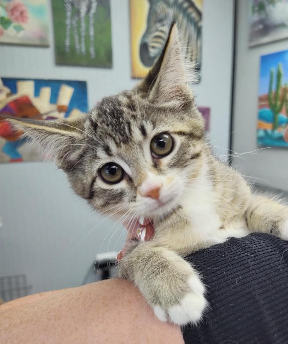 Enlarge Firefly, an adopted Domestic Short Hair in Columbus, OH image 2/2