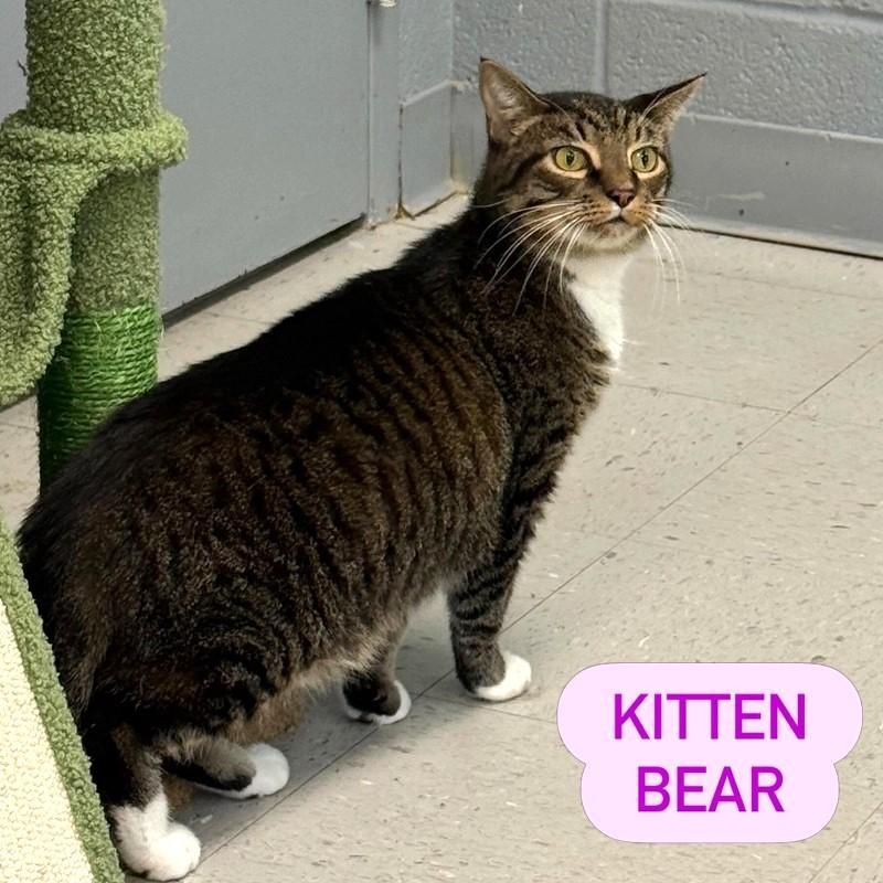 KITTEN BEAR, Adoptable, Adult Male Tabby.