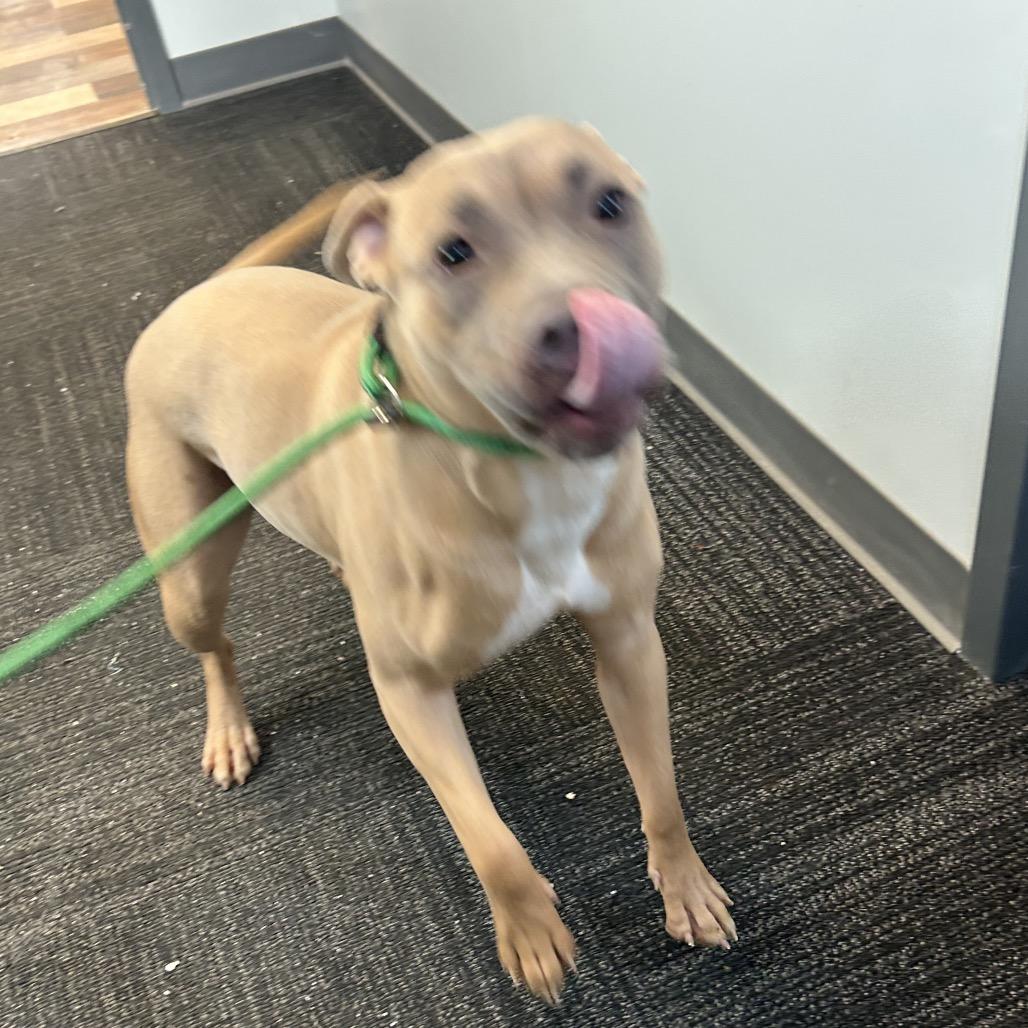 Enlarge Lilac, a Adoptable Pit Bull Terrier in Dayton, OH image 1/6