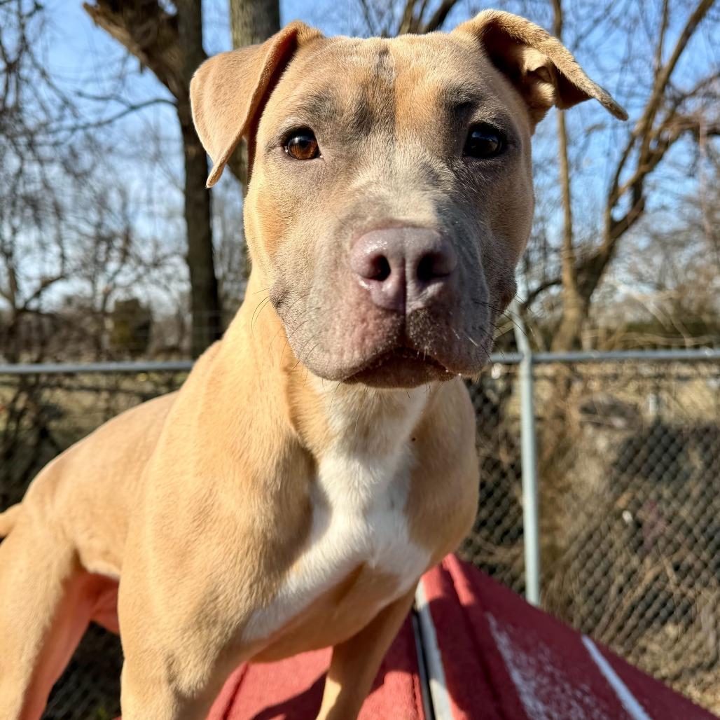 Enlarge Lilac, a Adoptable Pit Bull Terrier in Dayton, OH image 2/6