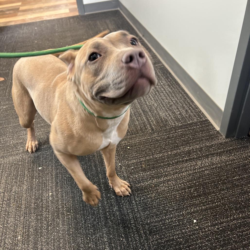 Enlarge Lilac, a Adoptable Pit Bull Terrier in Dayton, OH image 3/6