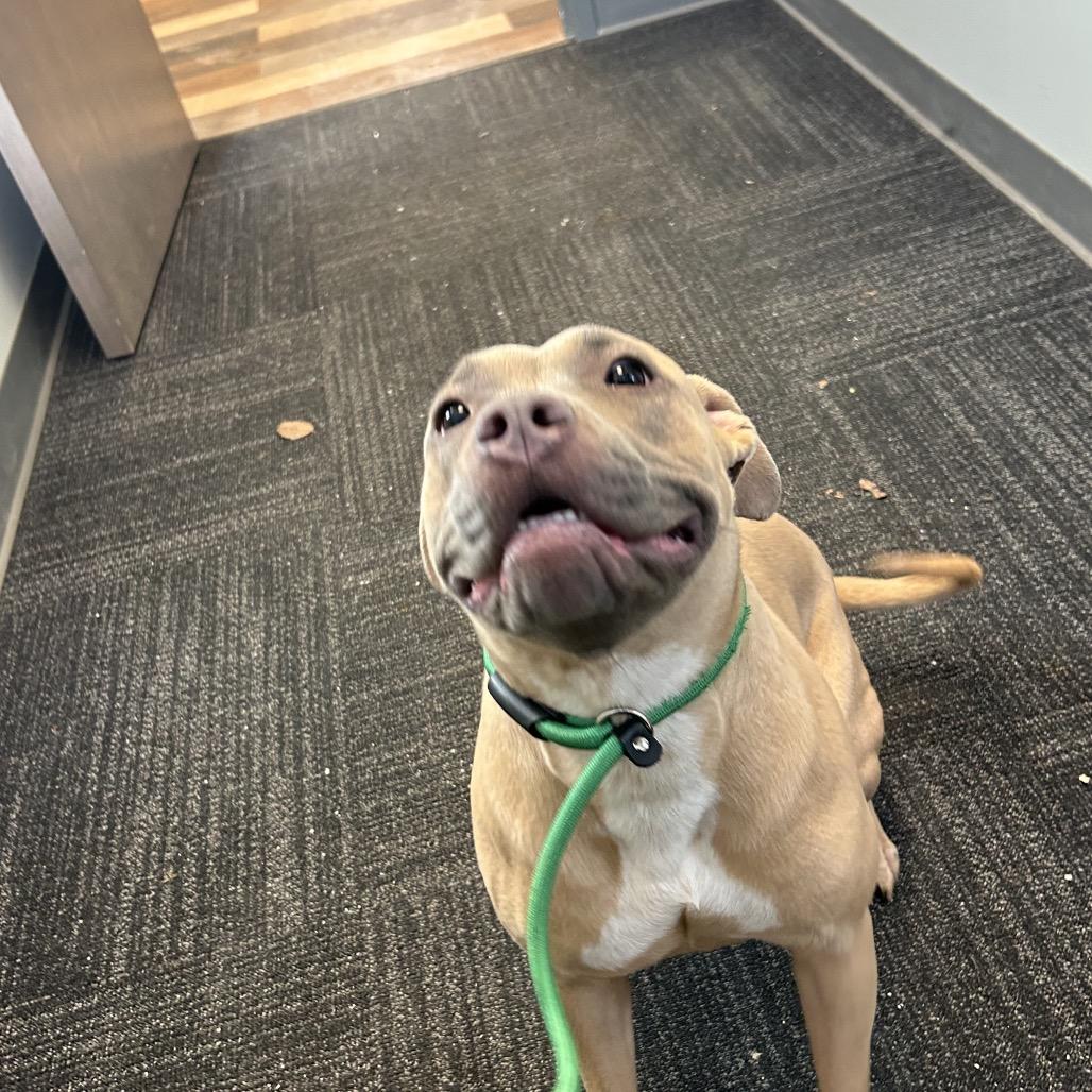 Enlarge Lilac, a Adoptable Pit Bull Terrier in Dayton, OH image 6/6