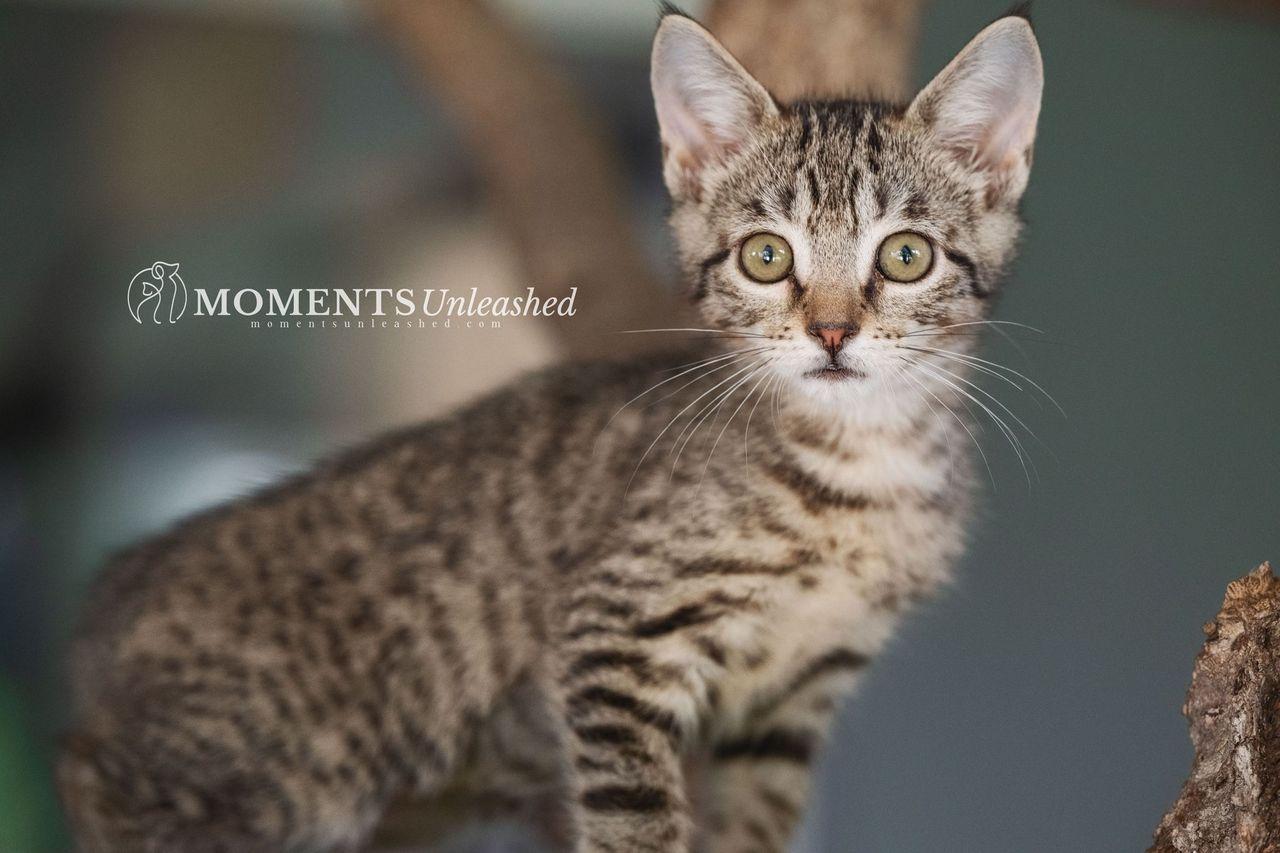Enlarge Pippa, a Adoptable Domestic Short Hair in Myakka City, FL image 1/2