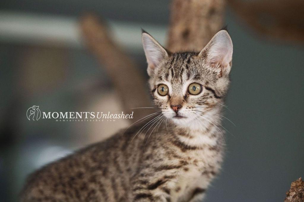 Enlarge Pippa, a Adoptable Domestic Short Hair in Myakka City, FL image 2/2