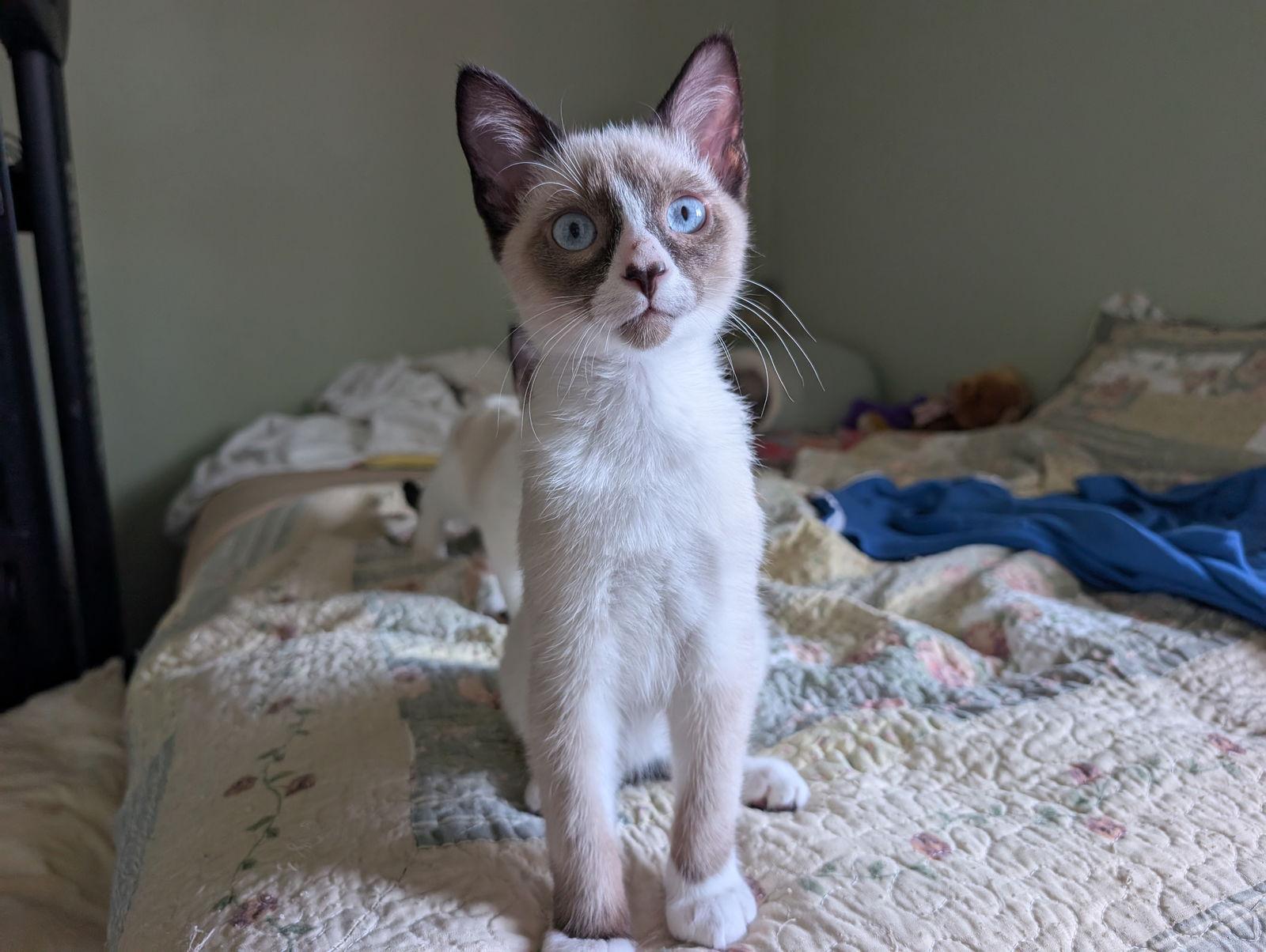 Jack and Jill, Adopted, Young Male Domestic Short Hair & Siamese.