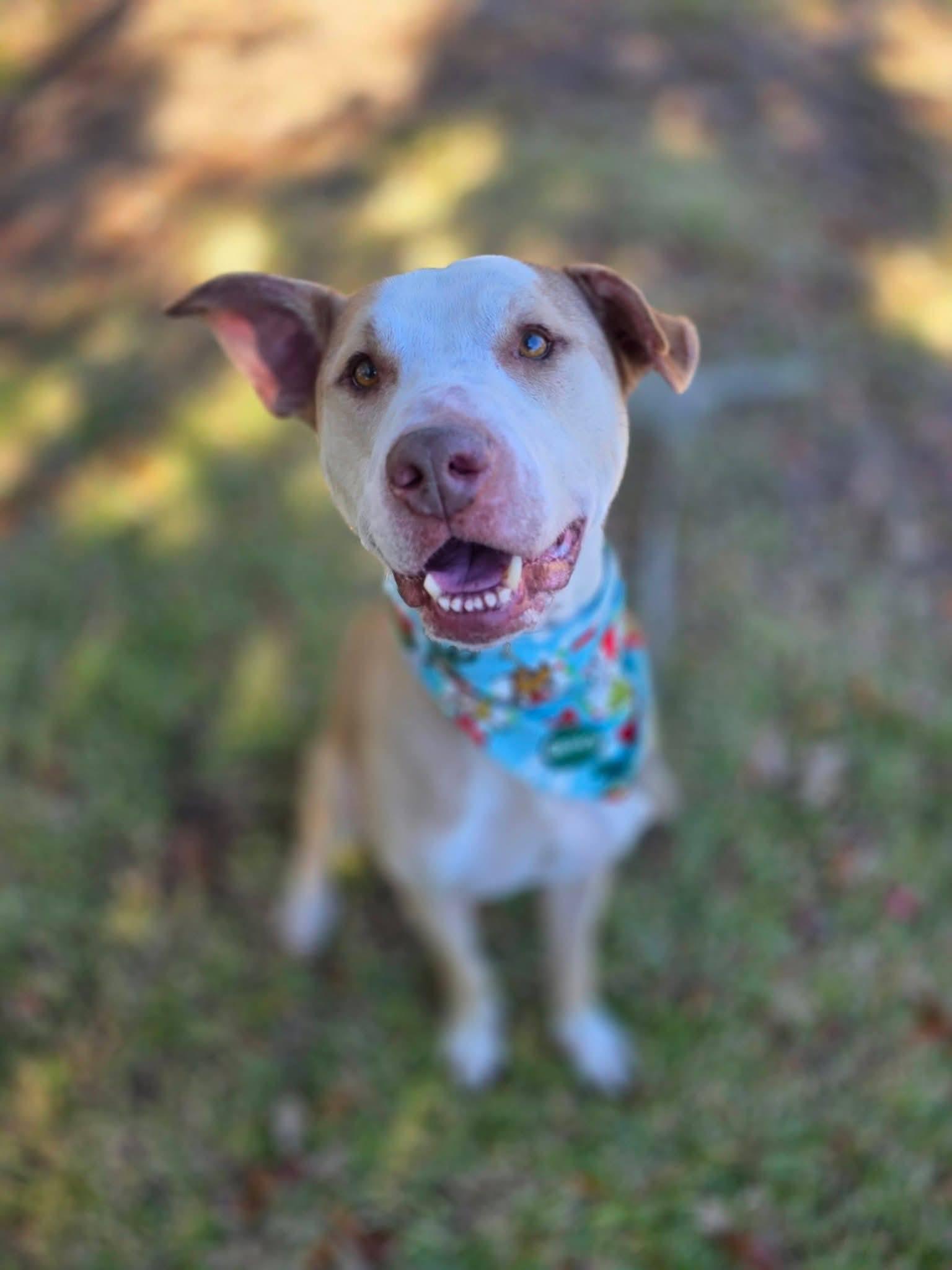 Peabody, a ADOPTABLE mixed breed in Umatilla, FL image 3/5