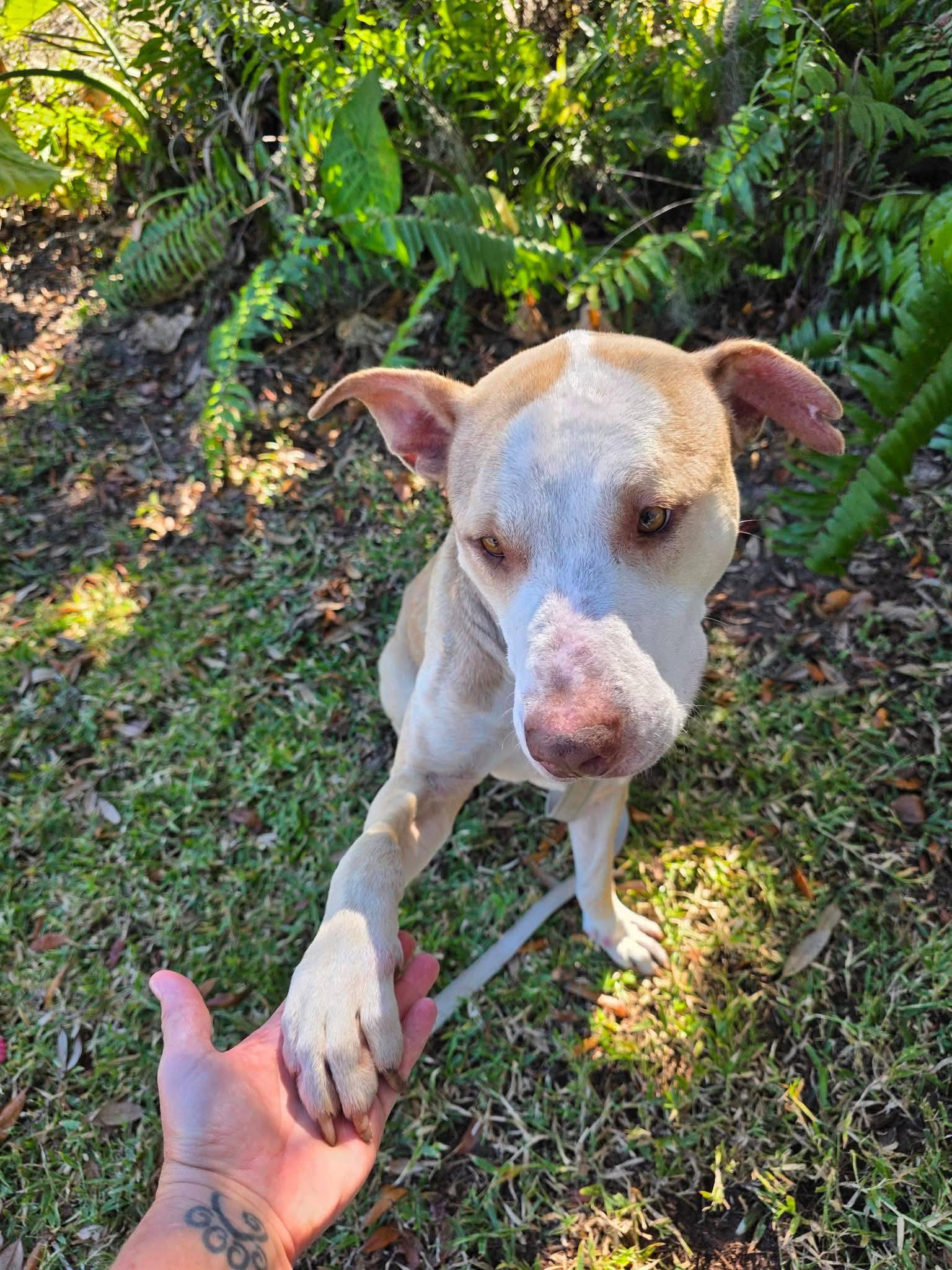 Peabody, a ADOPTABLE mixed breed in Umatilla, FL image 2/5