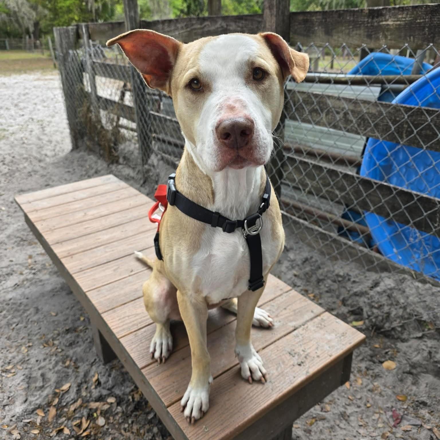 Peabody, a ADOPTABLE mixed breed in Umatilla, FL image 1/5