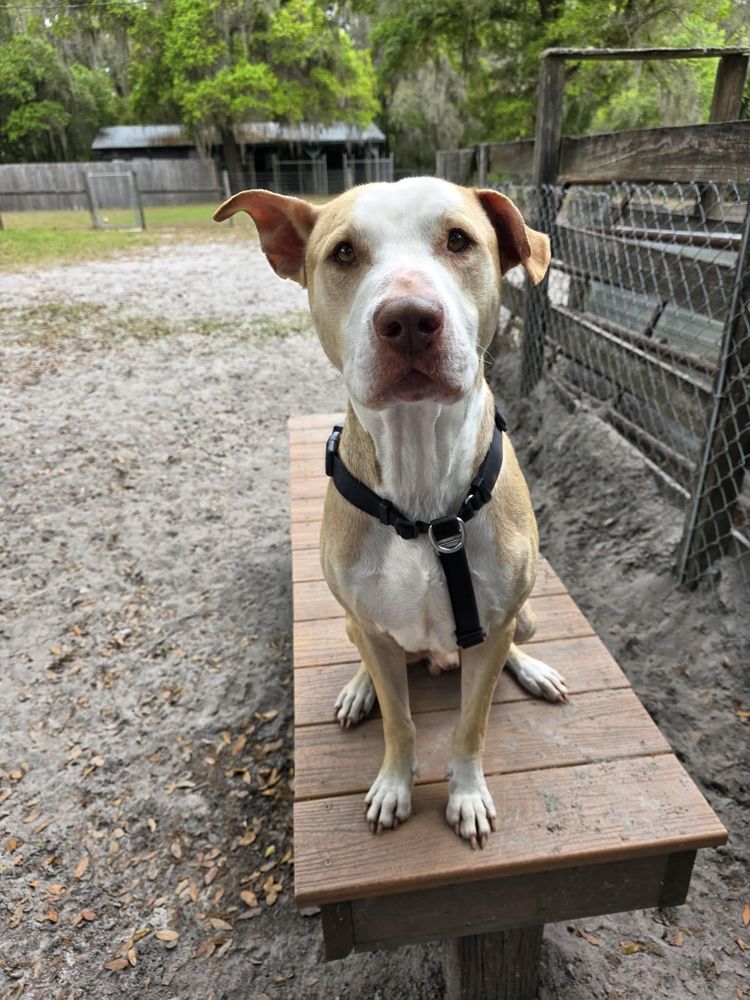 Peabody, a ADOPTABLE mixed breed in Umatilla, FL image 5/5