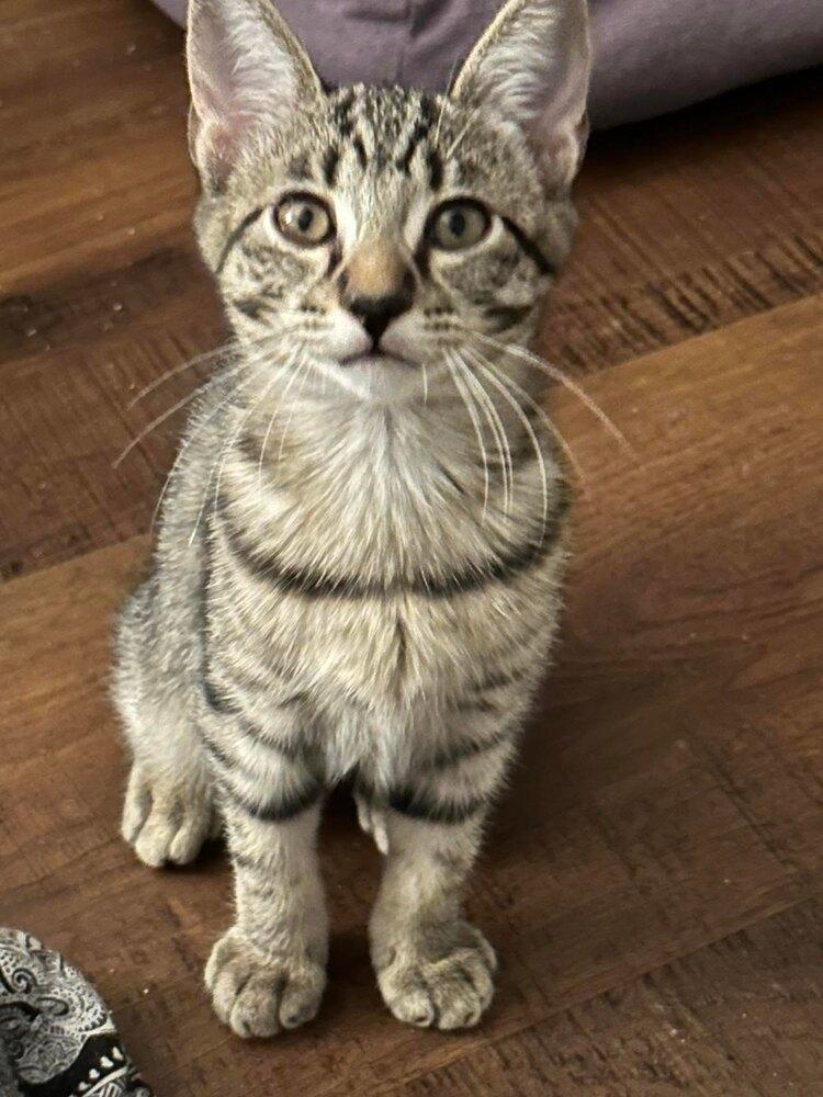 TENNILLE, Adoptable, Kitten Female Domestic Short Hair & Tabby.