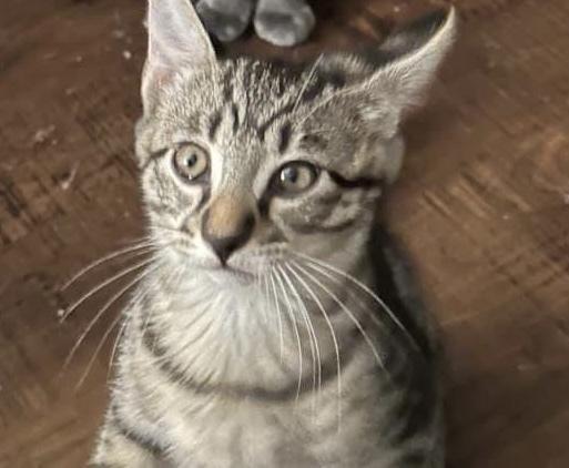 Enlarge TENNILLE, a Adoptable mixed breed in Calimesa, CA image 2/2