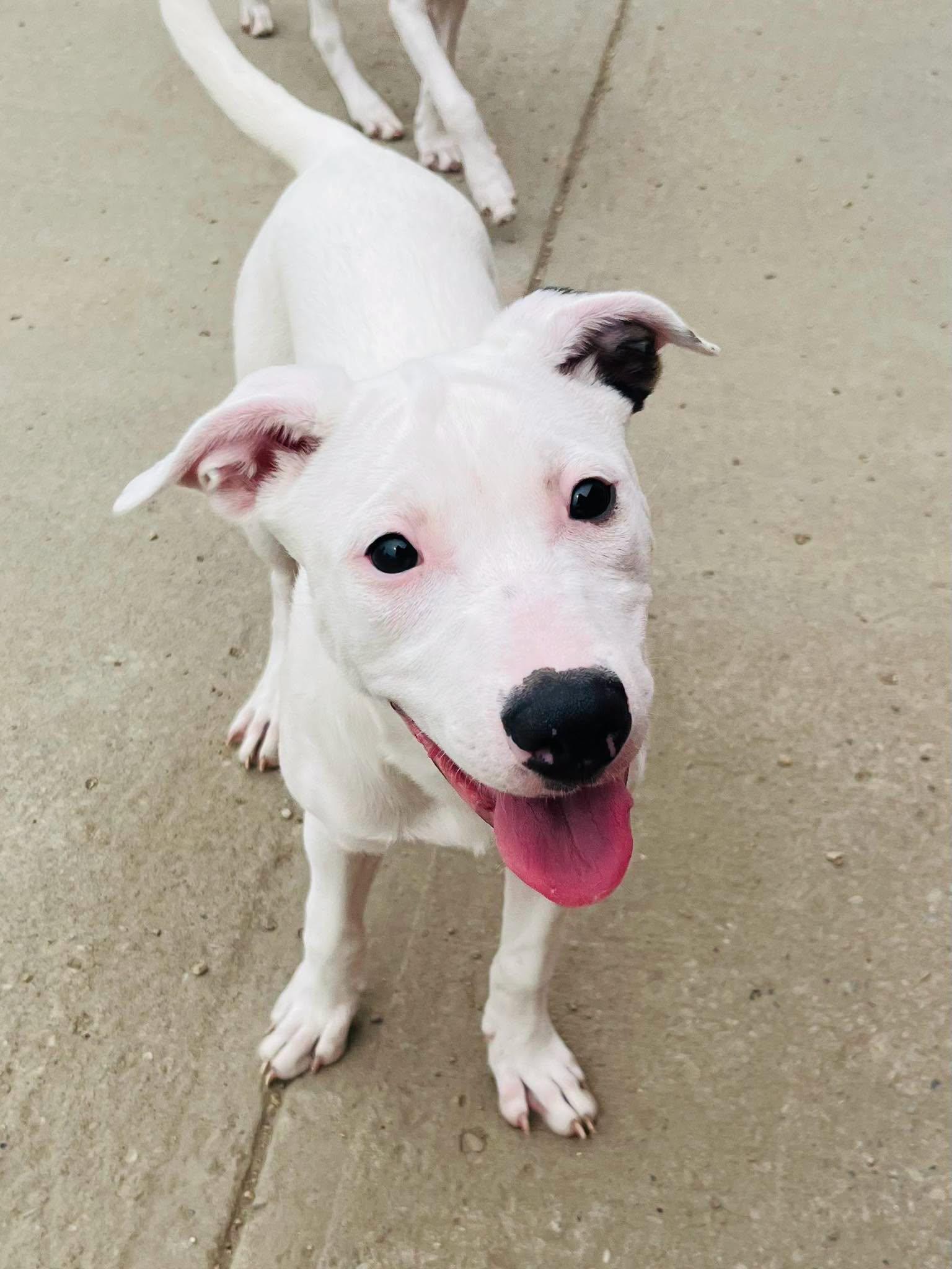 Flo, a ADOPTABLE mixed breed in Edmonton, AB image 4/4