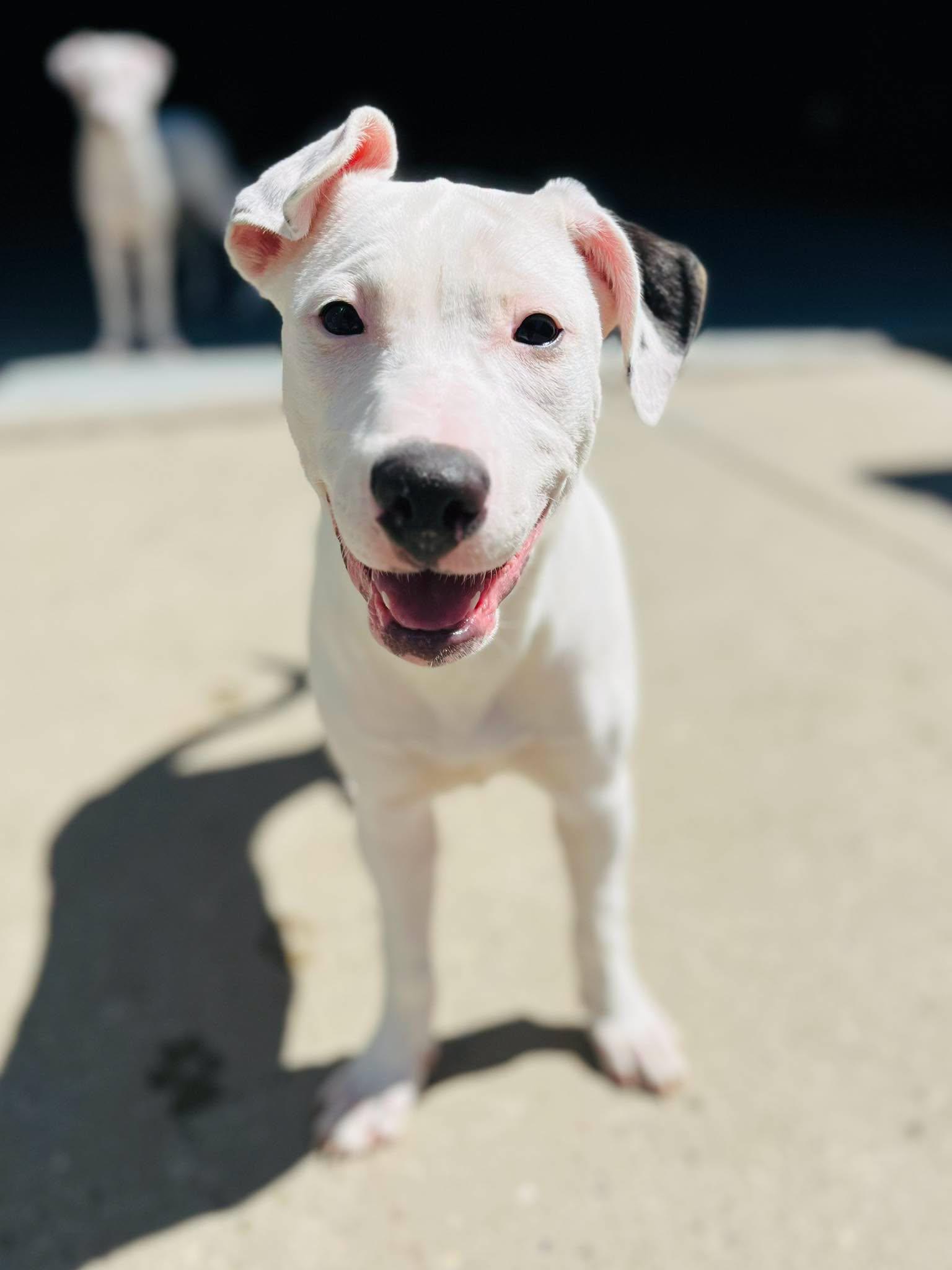 Flo, a ADOPTABLE mixed breed in Edmonton, AB image 2/4