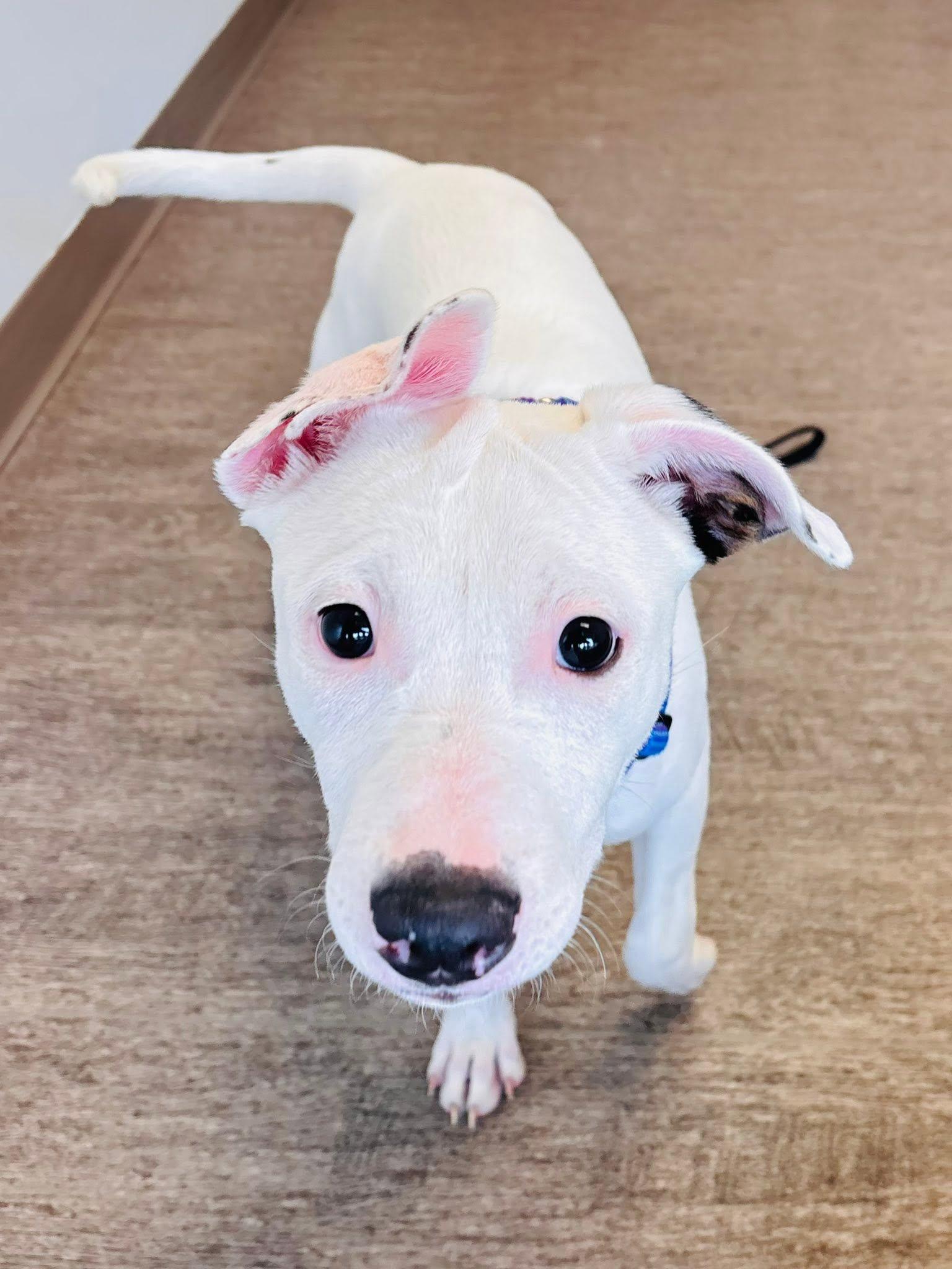 Flo, ADOPTABLE, Young Female American Bully.