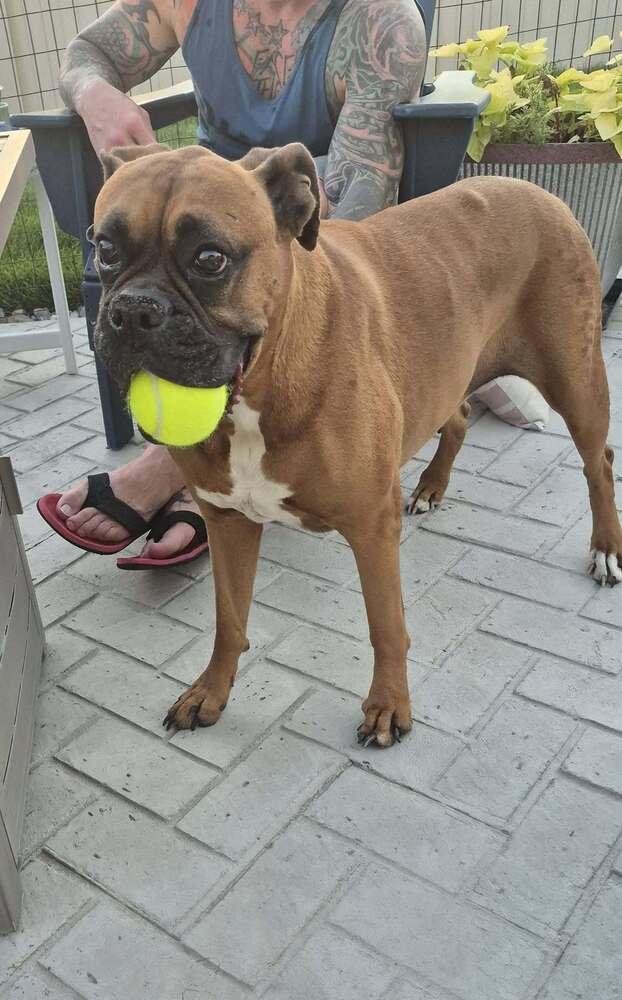Shandy, Adoptable, Senior Female Boxer.