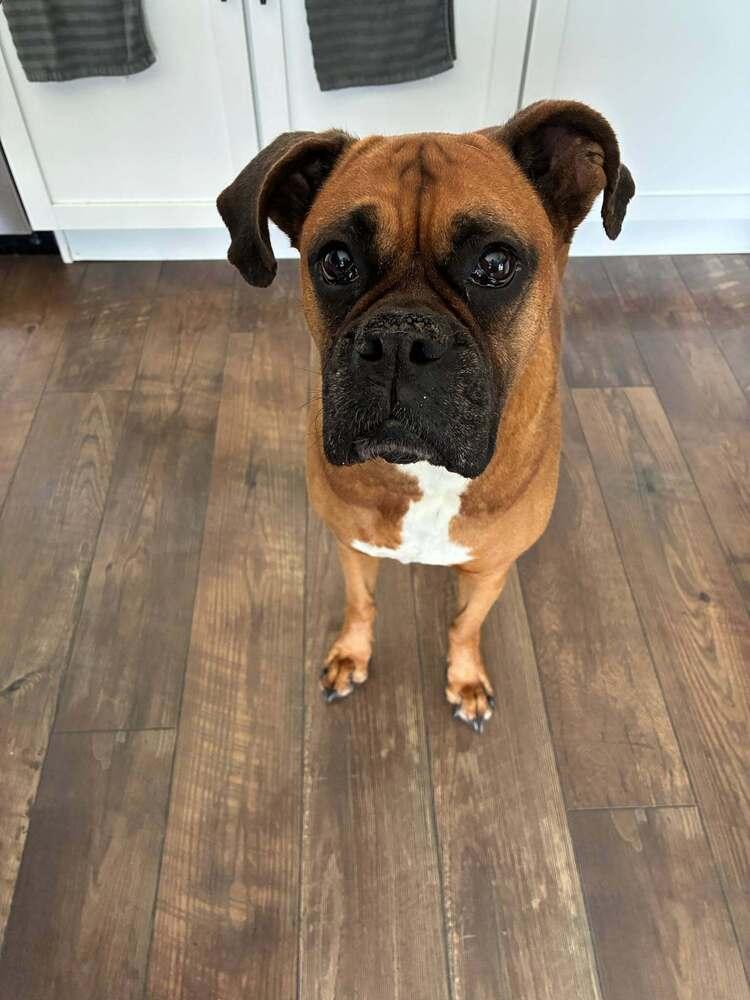 Enlarge Shandy, a Adoptable Boxer in Denver, CO image 2/2
