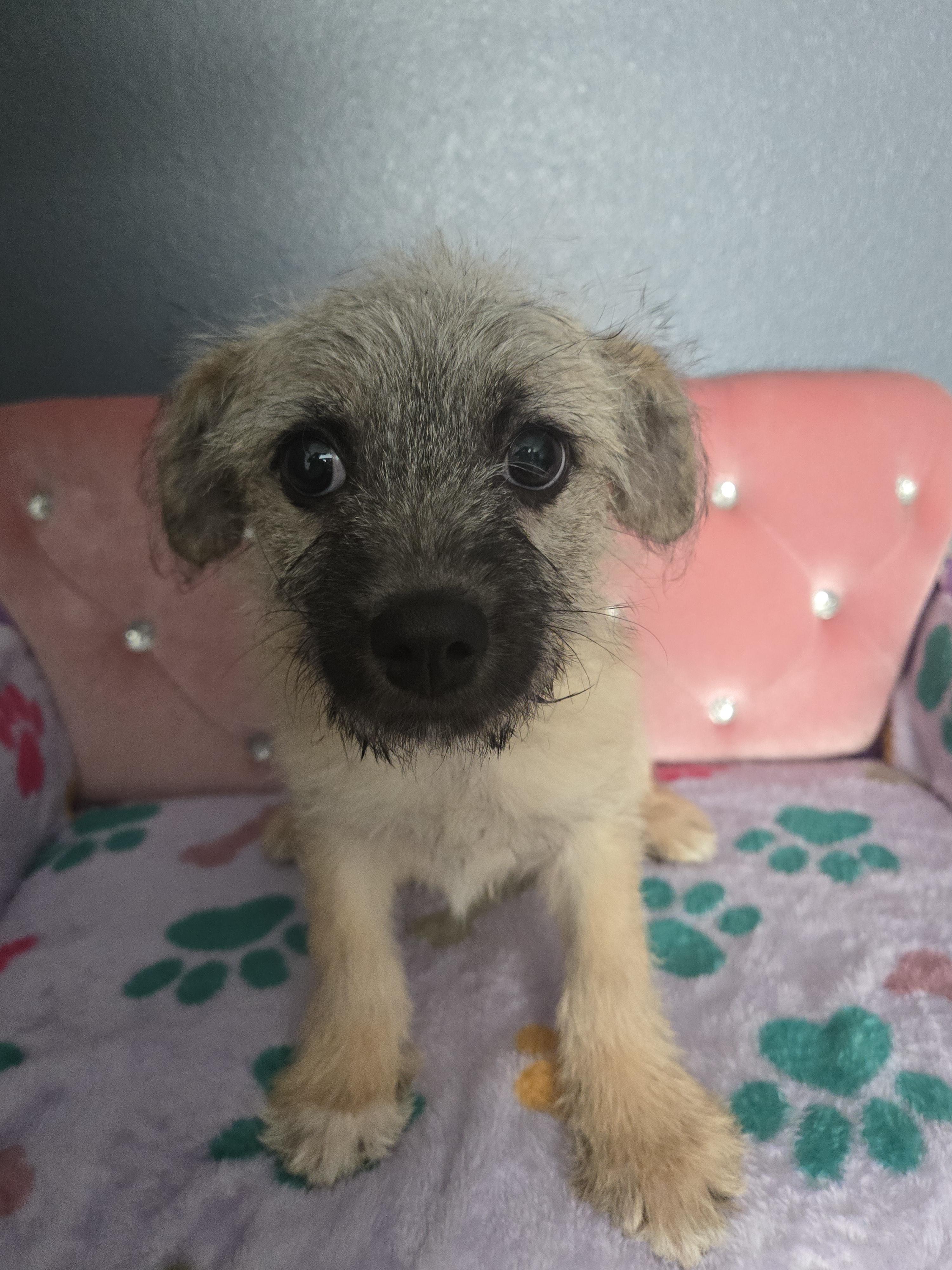 Enlarge Aly, a Adoptable mixed breed in North Babylon, NY image 2/2