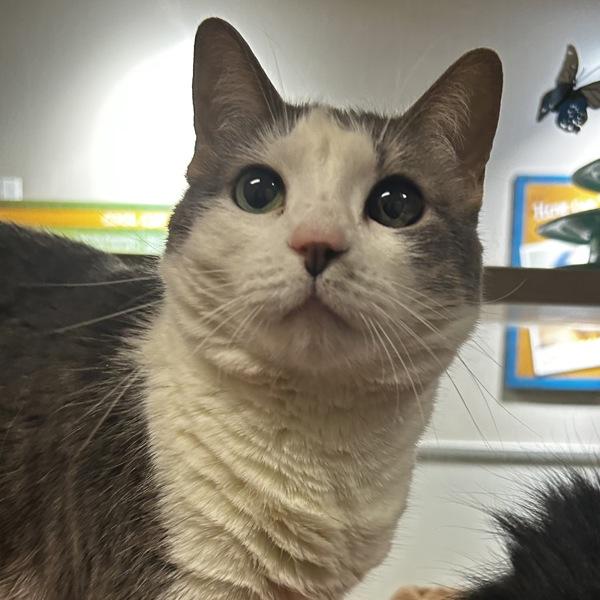 Sophia, Adoptable, Senior Female Domestic Short Hair.