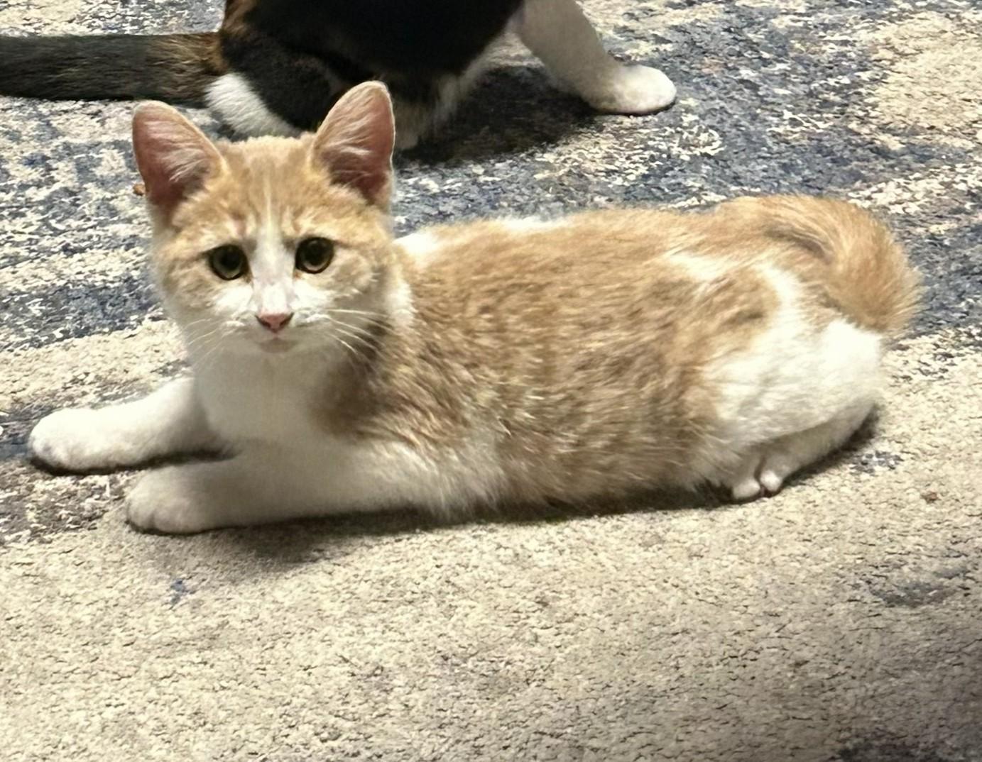 Hexley, Adoptable, Kitten Female Domestic Short Hair & Tabby.