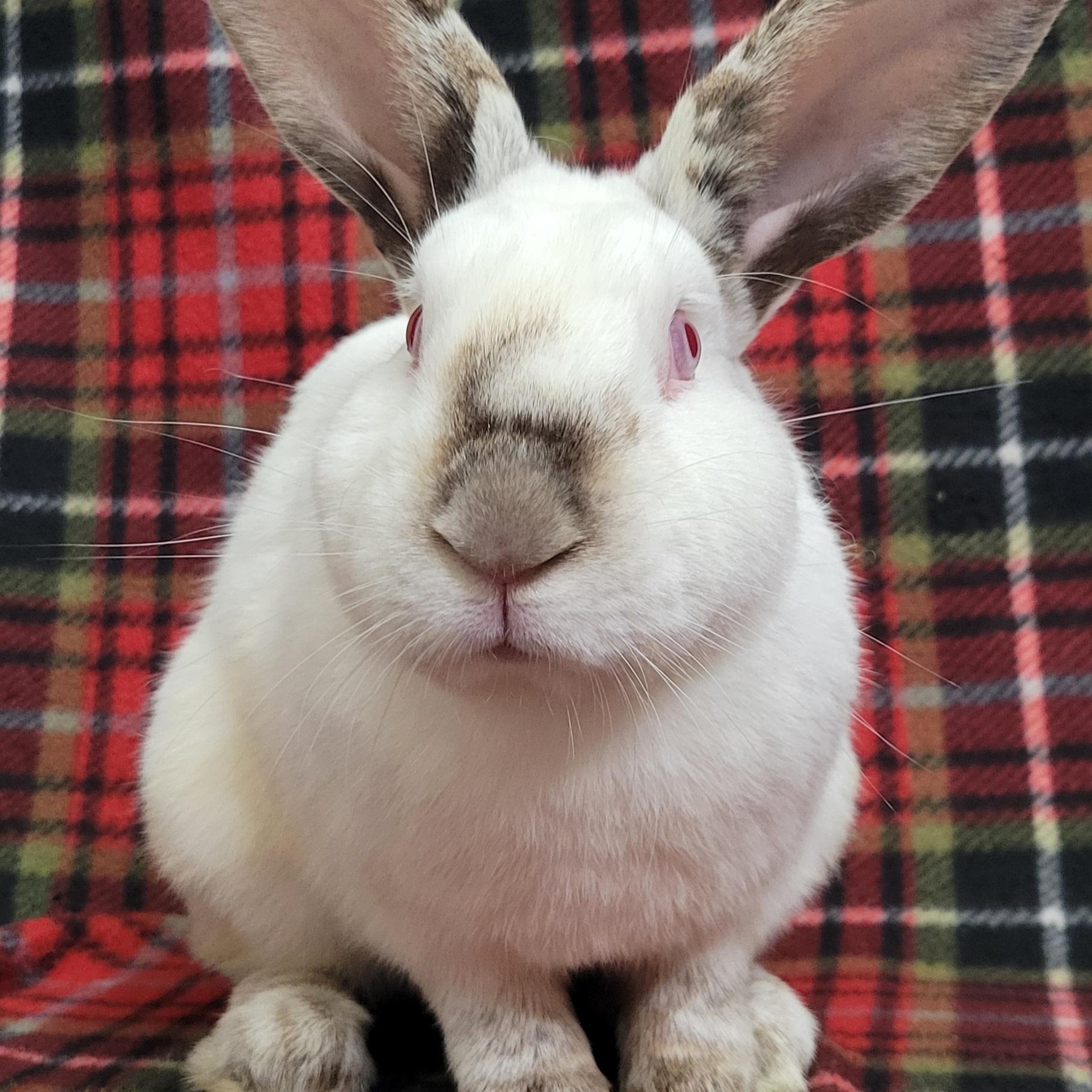 Enlarge Ernie, a ADOPTABLE Californian in Pittsburgh, PA image 1/6