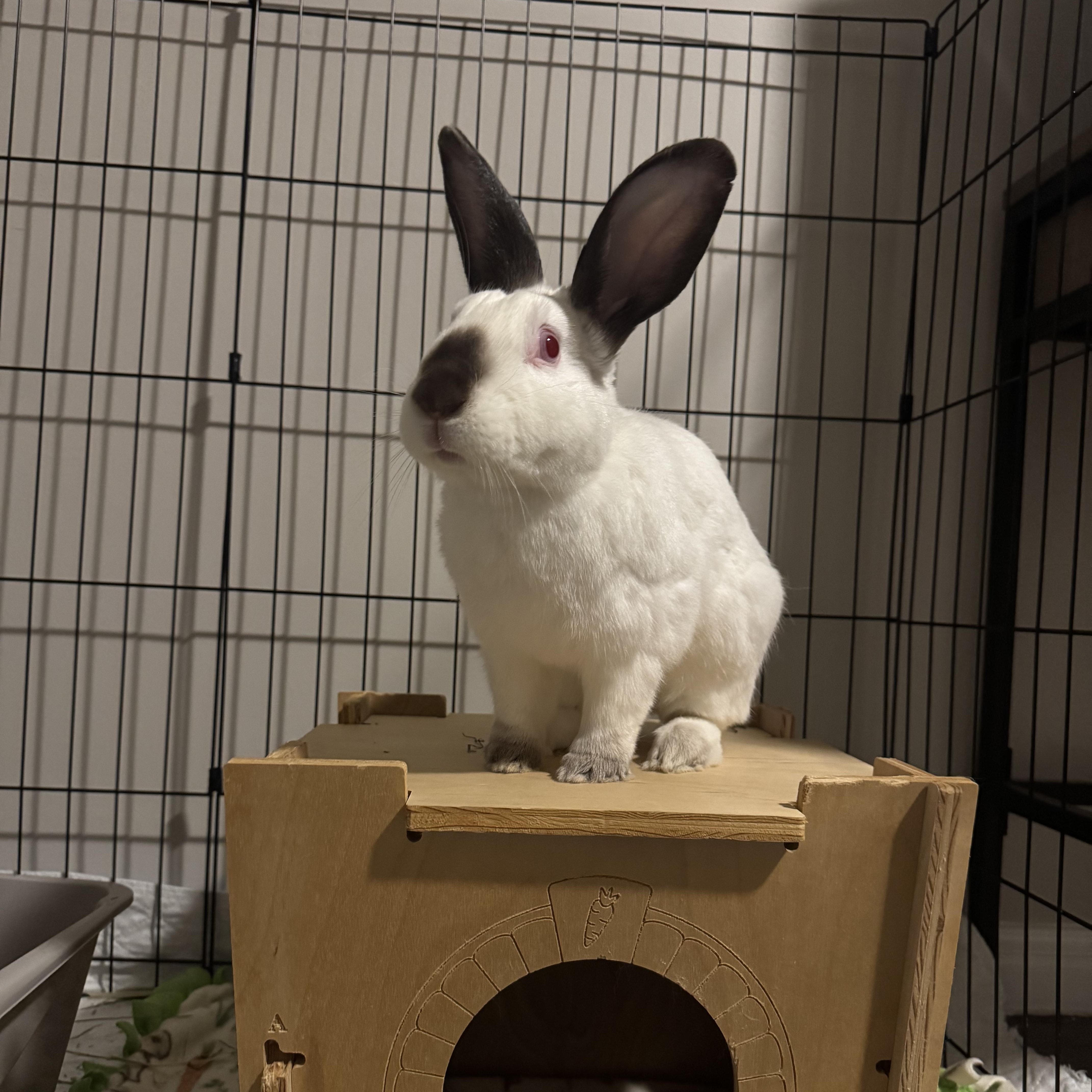 Enlarge Ernie, a ADOPTABLE Californian in Pittsburgh, PA image 4/6