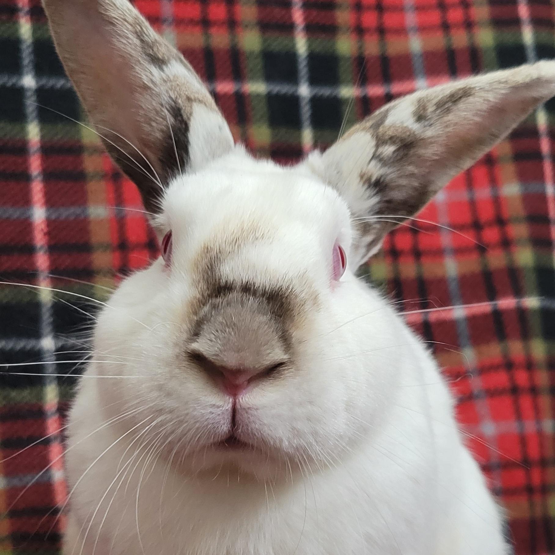 Enlarge Ernie, a ADOPTABLE Californian in Pittsburgh, PA image 2/6