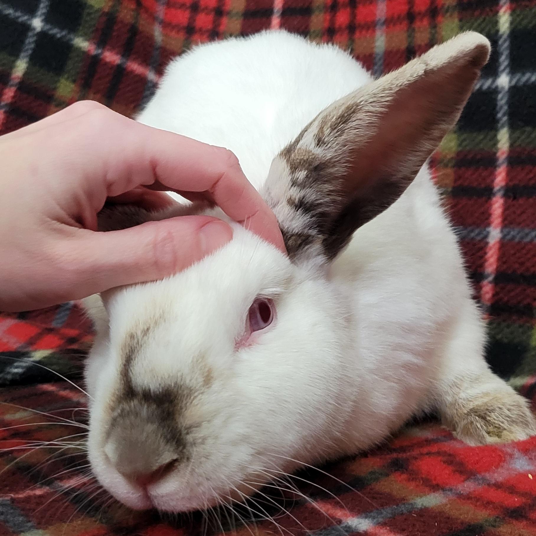 Enlarge Ernie, a ADOPTABLE Californian in Pittsburgh, PA image 3/6