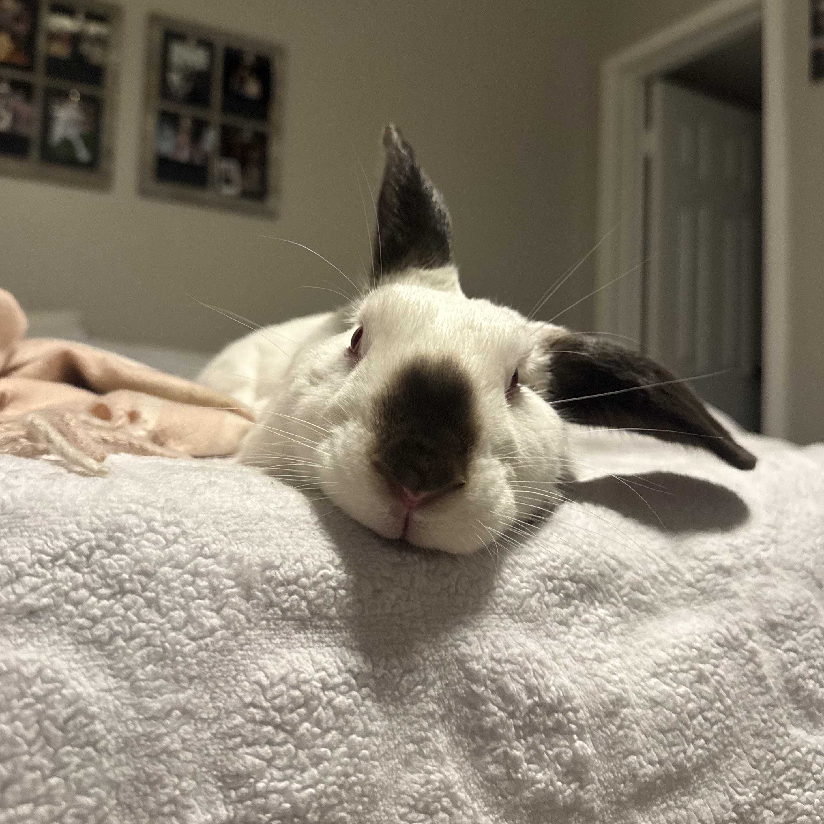 Enlarge Ernie, a ADOPTABLE Californian in Pittsburgh, PA image 2/6