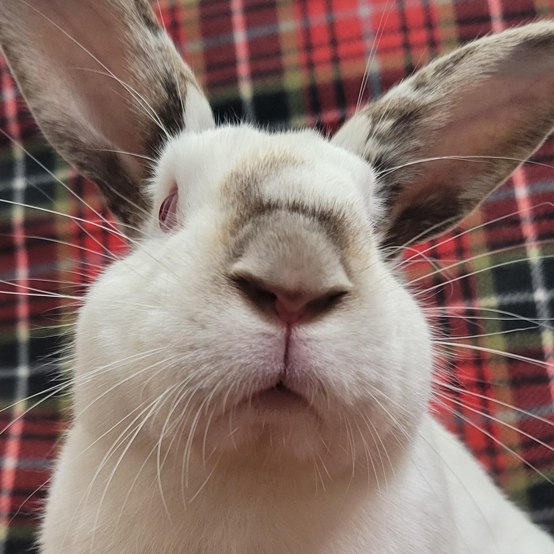 Enlarge Ernie, a ADOPTABLE Californian in Pittsburgh, PA image 4/6