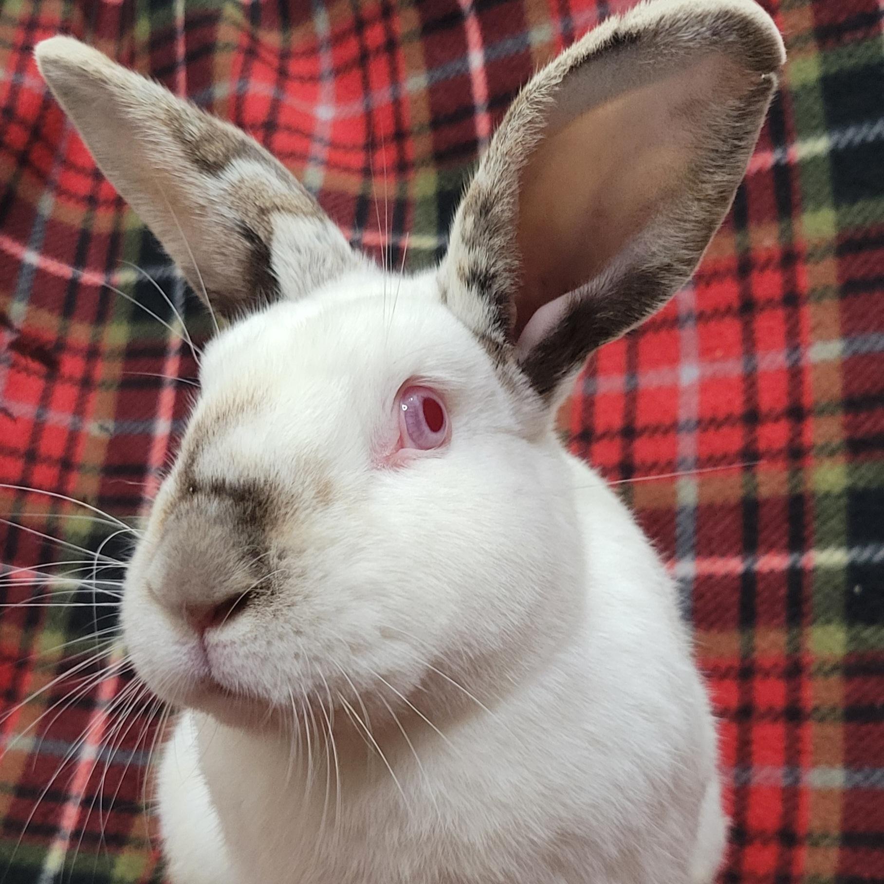 Enlarge Ernie, a ADOPTABLE Californian in Pittsburgh, PA image 6/6