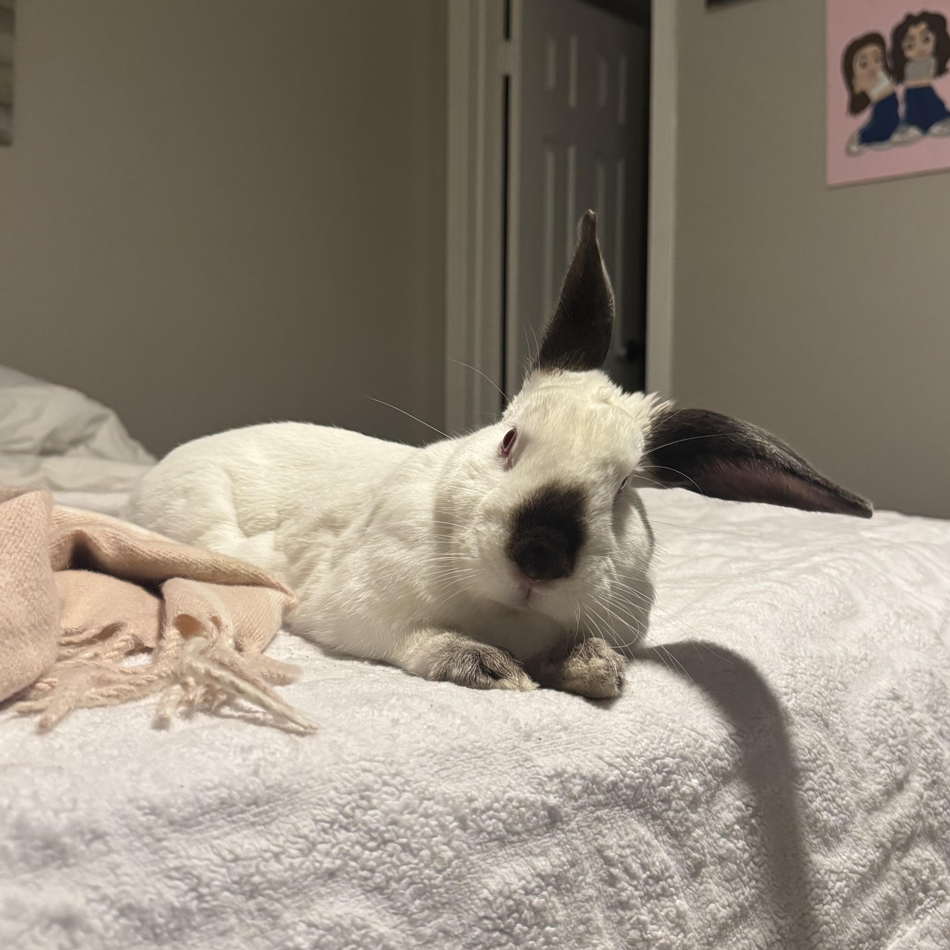 Enlarge Ernie, a ADOPTABLE Californian in Pittsburgh, PA image 1/6