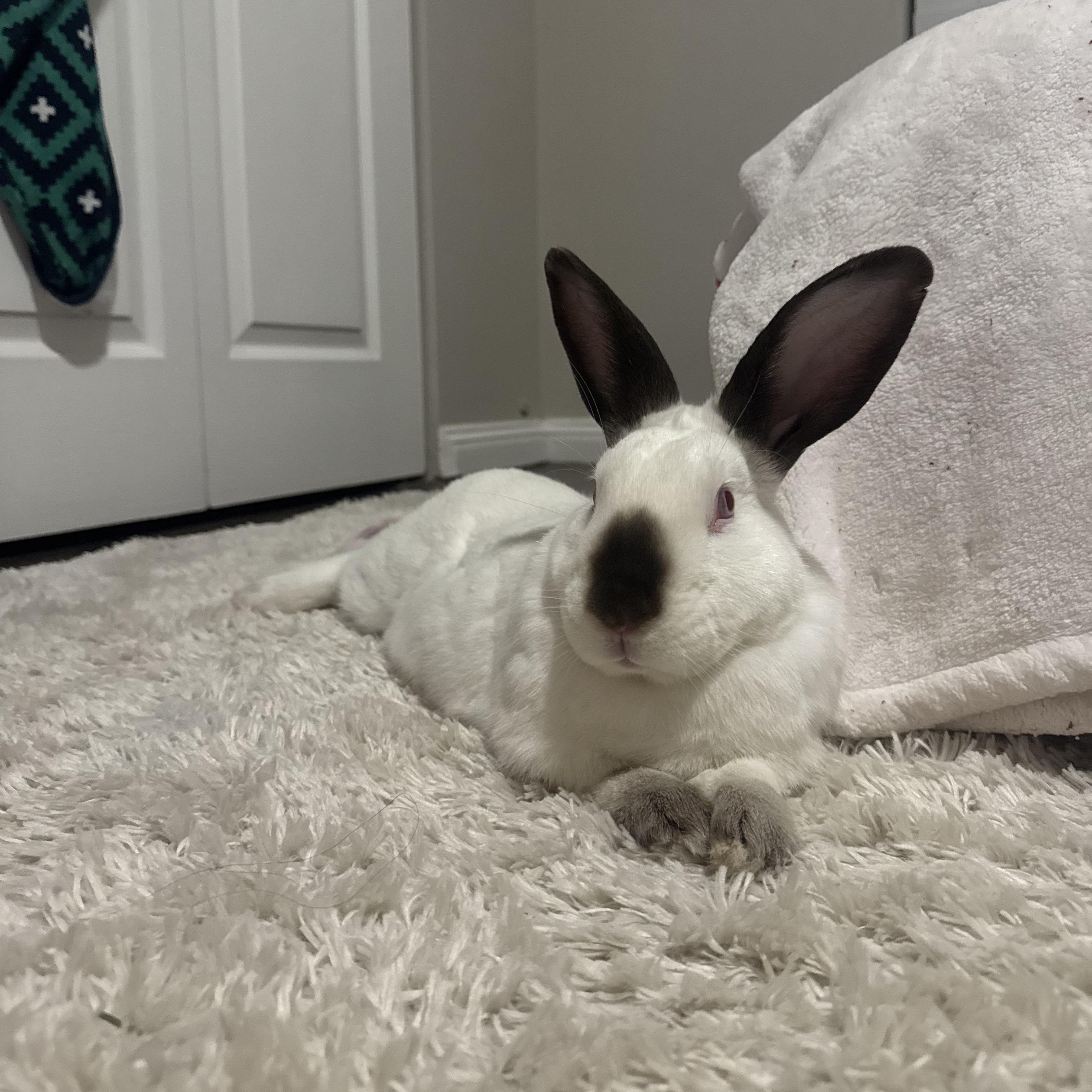 Enlarge Ernie, a ADOPTABLE Californian in Pittsburgh, PA image 3/6