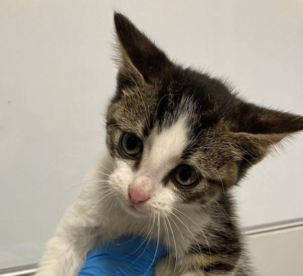 Twig, Adoptable, Kitten Male Domestic Short Hair.