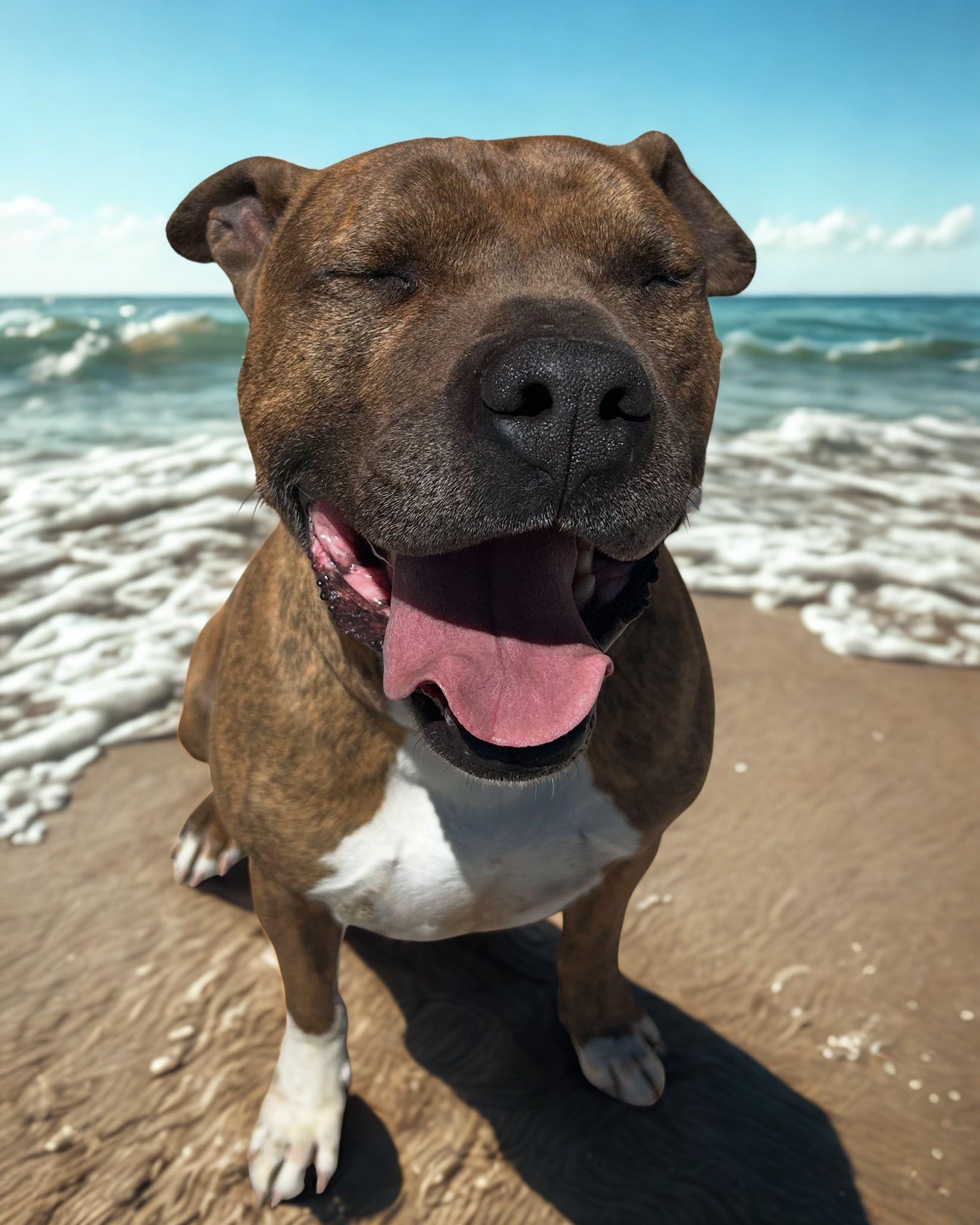 HaHa, Adoptable, Senior Male Bull Terrier.