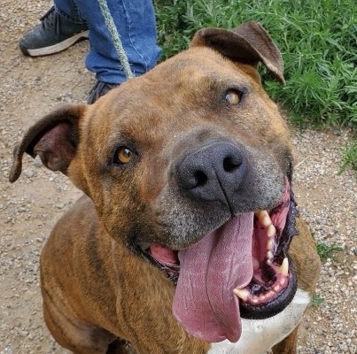 HaHa, a Adoptable mixed breed in San Luis, CO image 2/2